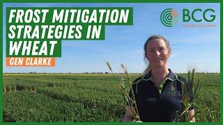 Frost mitigation strategies in wheat with Birchip Cropping Group's Genevieve Clarke.