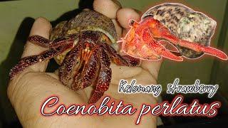 MENGENAL KELOMANG STRAWBERRY ( Coenobita perlatus )