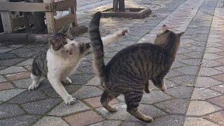 Three Male Cats Fighting for the female Cat.