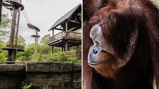 Orangutan escapes Toronto Zoo's new $11-million habitat