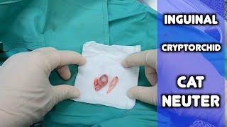 Cryptorchid Cat Neuter | Inguinal Cryptorchid Feline Castration