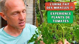 Expérience plant de tomates Ép.04 ► Urine, purin, engrais, terreaux... Bilan avant plantation