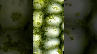 Plant cells under microscope