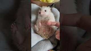 Friendly Hedgehog Elvis