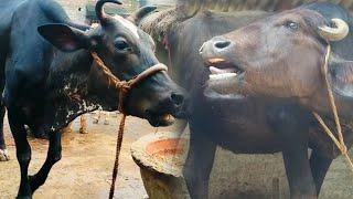 cow and buffalo video | Village animal sound video #cow #baffalo #animals #village #sound