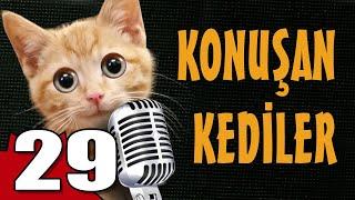 Konuşan Kediler 29 - En Komik Kedi Videoları