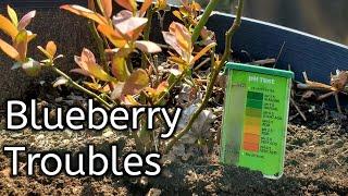 What's Wrong With My Blueberries? Soil testing 2 Ways