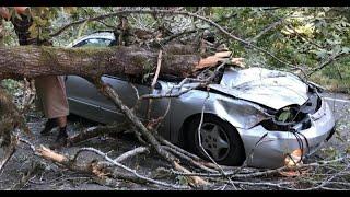 A smashing new year! (car hit by tree branch)