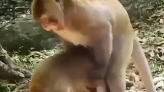 Beginilah Monyet Ngentot tidak tahan nafsu