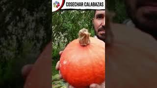 ¡Que NO se te PUDRAN! - COMO y CUANDO COSECHAR Calabazas, Sandías, Melones, etc #Shorts