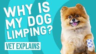 Is My Dog's Leg Broken? | Limping Causes