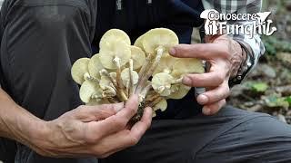 Conoscere i Funghi: Armillaria mellea [ COMMESTIBILE ]