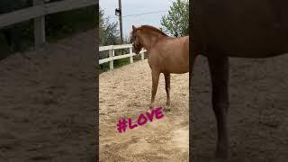 So much love ️ #equitazione #cavalli #equitación #cavallo #passione #maneggio #horses #horses