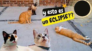 El Día del Eclipse | Mini Cat VLOG 