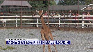 Spotless giraffe spotted in Africa shortly after Brights Zoo calf born, foundation says