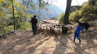 The sheep herding lifestyle of the village people