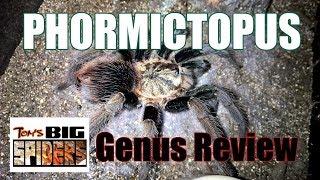 Phormictopus Genus Review