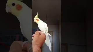 tame your cockatiel #pet #birds #calopsita #cockatiels #animals #parrot #petlover #birb #pets #bird