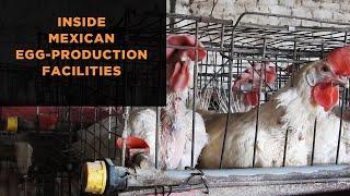 Undercover Investigation Exposes “Flu” Among Birds and Filthy, Cruel Conditions