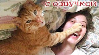 Приколы с котами! Смешные коты! С ОЗВУЧКОЙ! Самые смешные животные! ПОПРОБУЙ НЕ ЗАСМЕЯТЬСЯ!