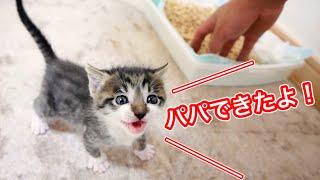 トイレできたよ！と報告する生後２５日目の子猫が可愛すぎた【保護猫】