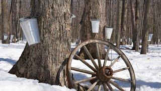 Collecting sap from our Nebraska silver maple trees