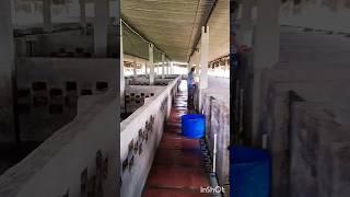 Biggest Pig farm In Rajgarh,Churu, Rajasthan । Pig farming in india।#pig #farm #pigloan #nlm #shorts