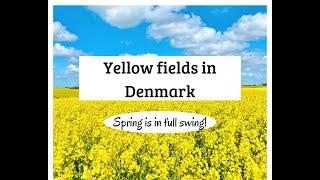 The Yellow Fields / Rapeseed / Life in Denmark
