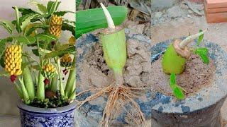 Best skills: bananas tree grafting from bananas fruits in pot 100% growing