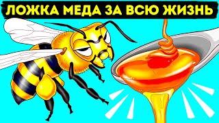 Как и зачем пчелы делают мед (и другие интересные факты о пчелах)