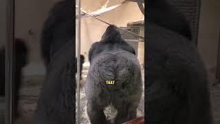 Funny gorilla with an attitude #animals #viral #funny