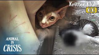 Heartbreaking Cat Rescue Compilation l Animal in Crisis Ep 419