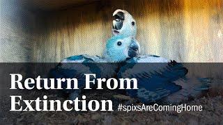 Return From Extinction • #spixsAreComingHome