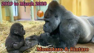 【Kyoto】Gorilla⭐️Silverback Momotaro‼︎ The road to becoming a good father(Indoor edition)