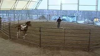 Day 1 -  SCEA Rescue Horse - Round Pen Training