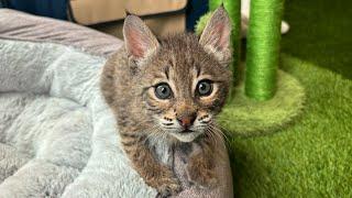 How to Catch and Cook Baby Bobcat