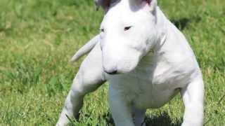 Bull Terrier  ASDT KENNEL