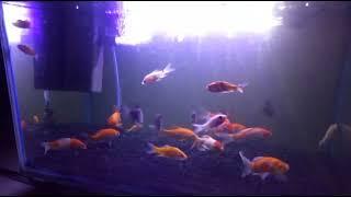 aquarium low budget #aquarium #lowbudget