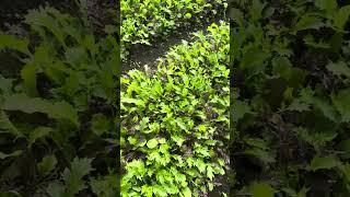 Commercial Agriculture Field Winter Greens