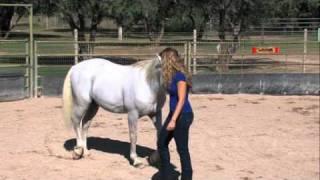 Zen Mind, Zen Horse: Peace at the Center