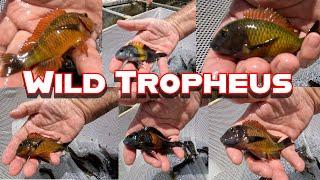 Unpacking Wild Tropheus!