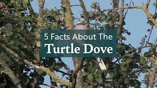 5 Facts About the Turtle Dove