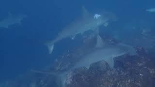 Snorkeling at The Cliffs with hammerhead sharks
