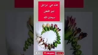 مراحل نمو القطن #سبحان_الله #shortvideo #ترند #youtube #اكسبلور #shorts #short #ytshorts #reels