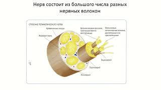 Нервные волокна, нервы, нервные окончания