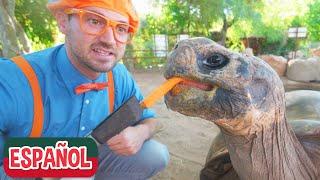 Blippi visita un zoológico (Phoenix Zoo) | Videos educativos de animales