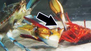 Will it survive? Watch what happens when you mix CRAWFISH with a GIANT crab