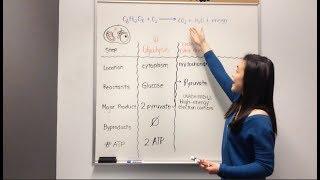 Cellular Respiration: Glycolysis, Krebs Cycle, Electron Transport Chain