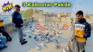 150 Kabootar Ki Ladaiya | 3 kabootar Pakde 