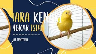 Suara kenari gacor bongkar isian full campuran durasi panjang -tangkarkan burung kicau